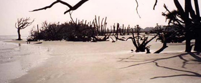 photo of shoreline with trees