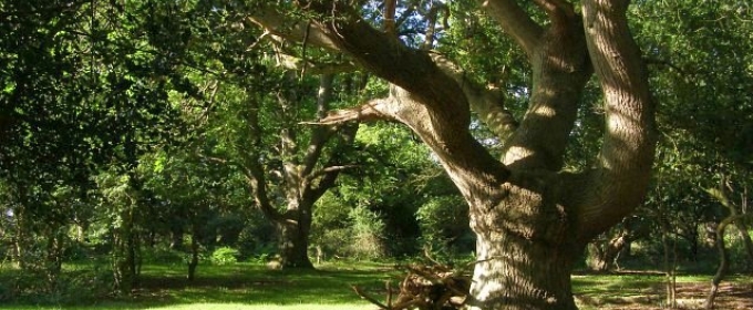 photo of tree in forest