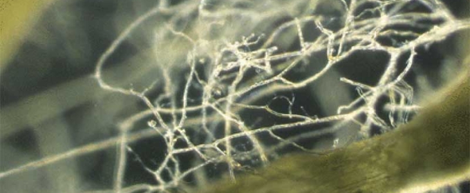 close up photo of roots
