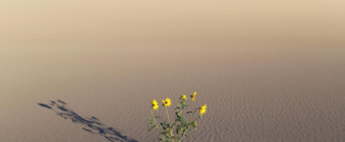 photo of sunflowers growing in desert sand, with sky, day