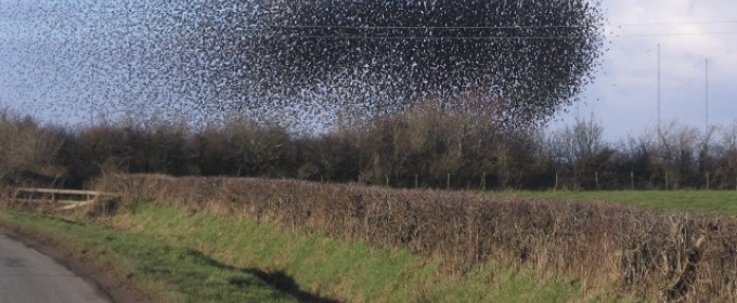 photo of a flock of birds