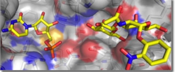 structures of glycoenzymes