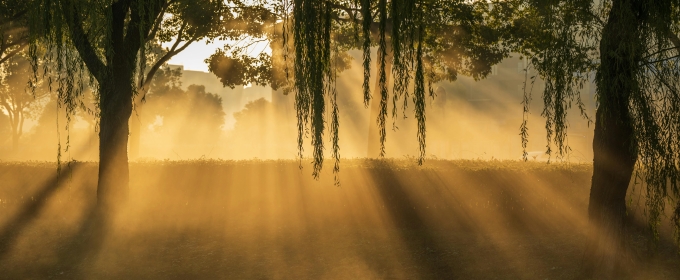 photo of morning light rays through trees, foilage