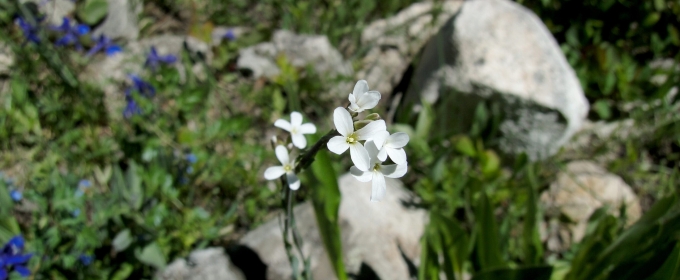 photo of flowers, rocks, day