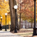 photo of sidewalk and trees with yellow leaves